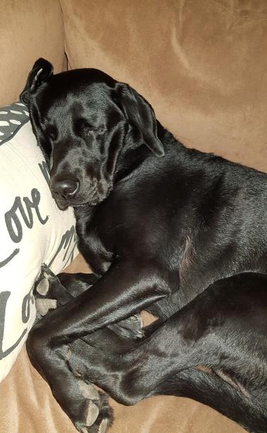 Sleeping black lab