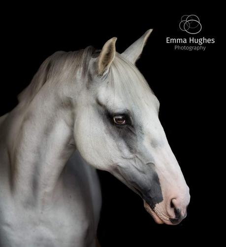 Head shot of a grey horse, his head turned to the right, a long elegant head, his muzzle a delicate pink, his eye brown bright and shining, the skin around his eye is dark and shaded. The background is black.