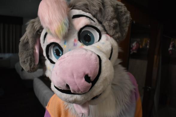 Closeup of a fursuit head with colorful face and clothing