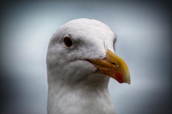 A vignette shot of a Western Gull.
