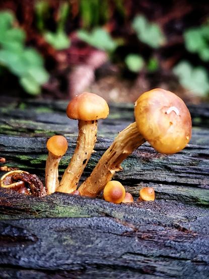 A closeup picture of tiny orange mushrooms sprouting from a piece of decaying redwood.