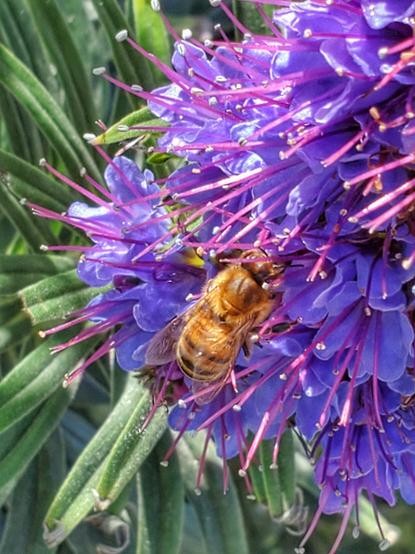 A European honeybee collecting pollen and nectar from purple flowers.