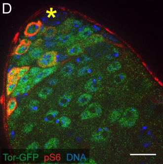 Anti-phospho-dRpS6 (pS6) staining in the tip of a Tor::GFP testis. The red arrow points to an example of spermatogonial cyst positive for pS6. pS6-positive germ cells are circled in yellow dotted lines in the right panel showing Tor::GFP expression alone. In all panels, Tor::GFP is visualized by immunostaining with an anti-GFP antibody and asterisks indicate the location of the hub at the apical tip of the testis. Scale bars: 15µm.