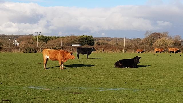 A field of moo moo's