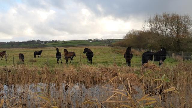 A field of neigh neigh's