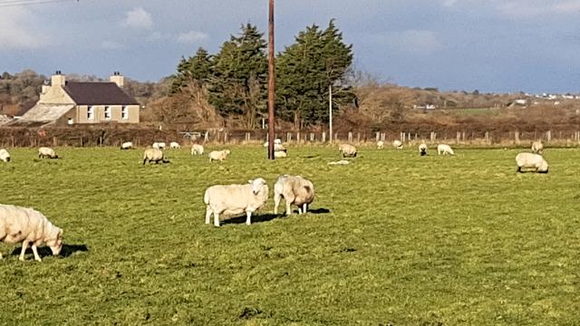 A field of baa baa's
