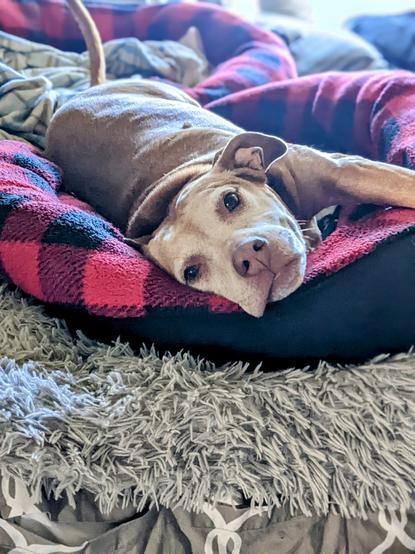 A honey colored dog with a white face, laying outstretched in a buffalo-plaid dog bed, looking directly at the camera.