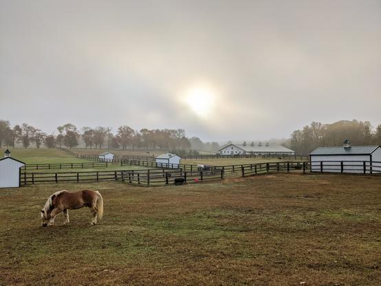A foggy morning view of a horse farm with fenced-in paddocks, white sleeping sheds for the horses, and various shades of brown and green grass for them to feed on. In the foreground is a halflinger named Fritz grazing contentedly, in the far background is an indoor arena for riding and trees in the distance. The sun is veiled by clouds.