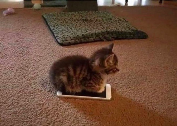 small kitten sitting on a smartphone