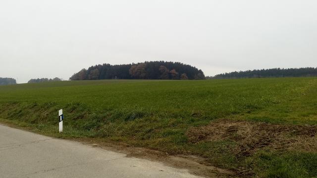 Some forest about 500m away with a hunting stand camouflaged in the center. Prior to the forest are farm fields and a road with one reflector post.