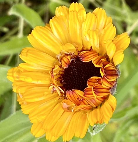 Calendula with red stripes underneath