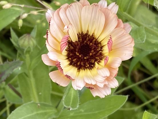 Pink and yellow calendula