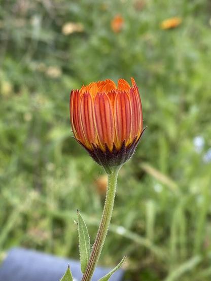 Red and orange striped calendula about to open.