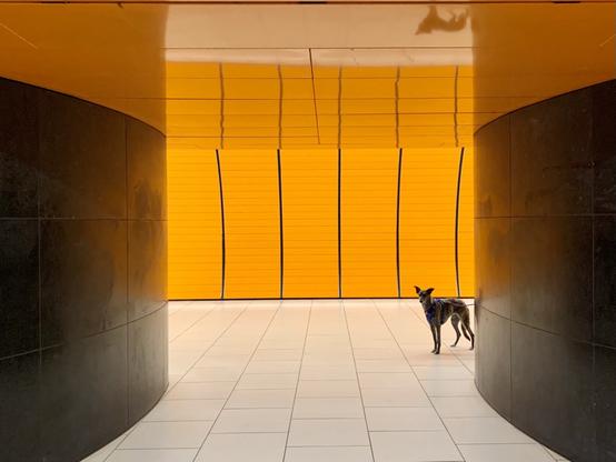 Our greyhound-mix Gila in a trainstation.