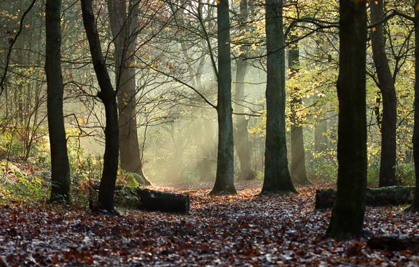 Highly contrasting wooded glade, bright sunshine streaming into dark shadows in deepest autumn, more leaves on the ground than on the trees.