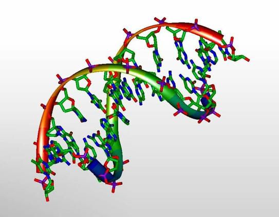 3D-model of DNA.