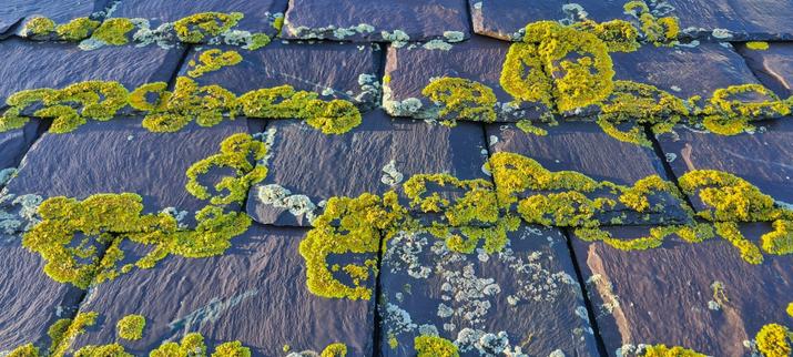 A yellow-green #lichen growing on purplish roof slates, side-lit from the left by weak winter morning sunshine.