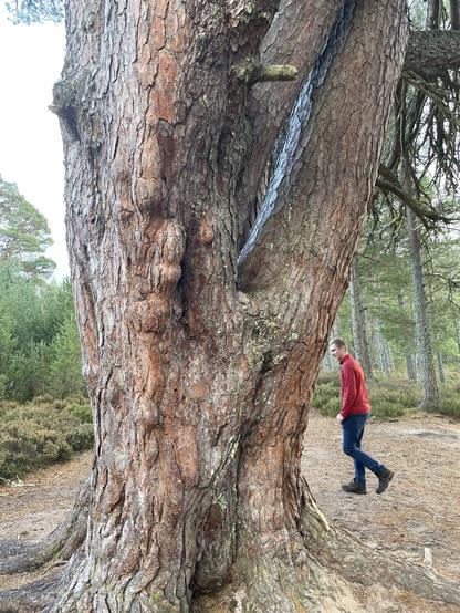 Young man in red jumper walks around the base of an old Scots Pine in the Cairngorm National Park.  Only the trunk portion of this tree is visible due to the size if the tree.  The reddish bark is gnarled and points to the old age of this tree.