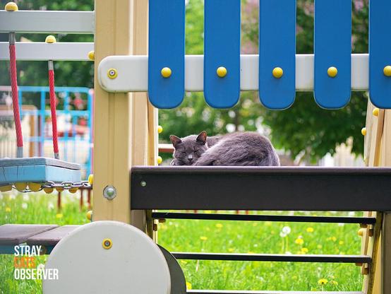 Gray cat sleeping on the playground