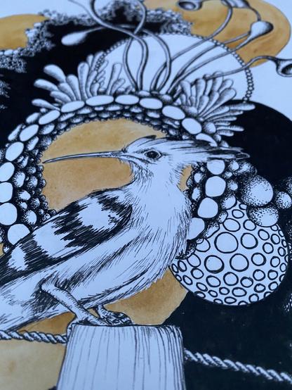 Hoopoe. Fineliner illustration. The bird is circled by patterns. Psychedelic.