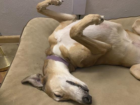 Missy Greyhound fully roach lady parts discretely off camera. Missy is a red fawn tux puppy quite proud of her roaching skills. 

I wouldn't CW this image. The FCC wouldn't fine me for it. No gore, no Ukraine war atrocities. Not the famous Vietnam war child assignation photo. Just an every day greyhound lounging photo.