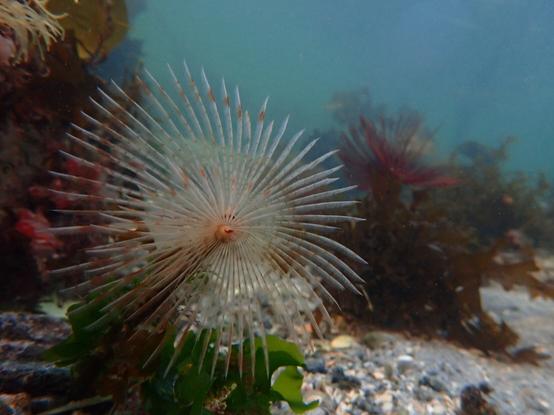 Underwater picture of rocks and reddish brown seaweed. Vibrant green Sea lettuce in the foreground. Center-left is Sabella pavonina 'Peacock' fab worm. It is a marine worm with rubber-like tube projecting from the sandy substrate. When feeding, the worm opens out like a large feathery fan. One in the foreground is pale with reddish bands and one towards the back is a wine-red colour.