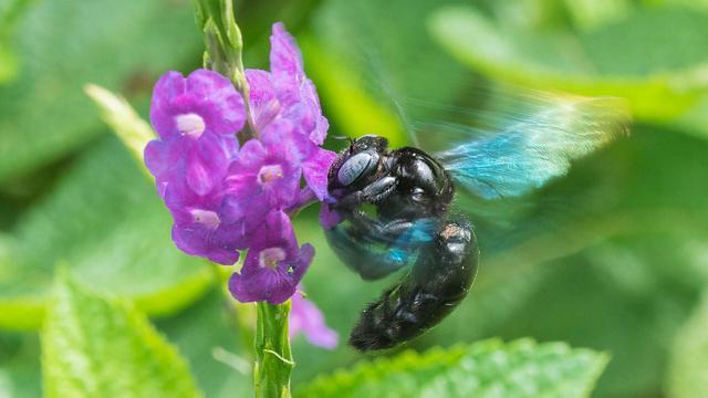 A carpenter bee from the Indian subcontinent (Maharashtra Nature Park, Mumbai, India, 2015), Xylocopa sp., feeding on the flower of a Jamaican spike. 

The bee is hovering in place while feeding.