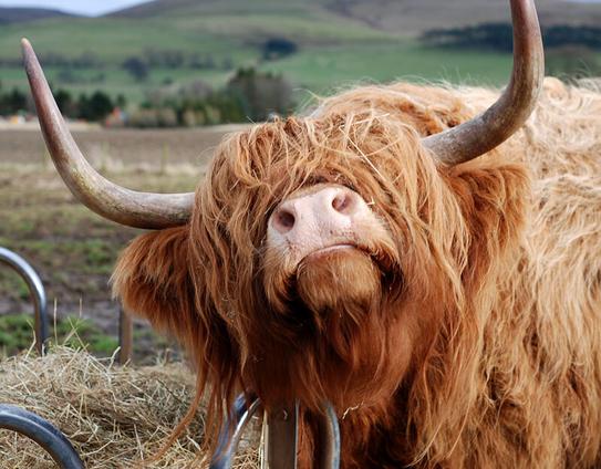 Direct portrait of a Highland cow. It is scratching its neck against a food container, head tilted up. The view is directly towards it mouth and nostrils, eyes are hidden by its typical long hair. Horns are prominent and point directly upwards.