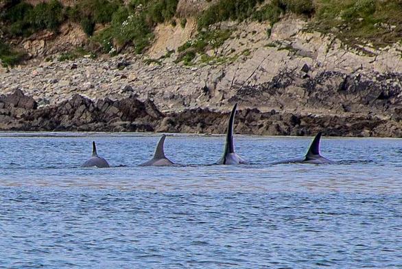4 Orca fins in a row