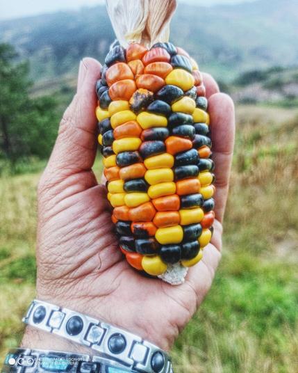 Maíz de colores