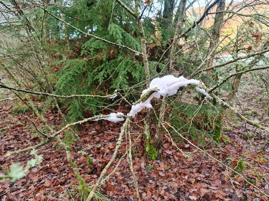 A large stretch of the Hair Ice caused by the fungus exidiopsis effusa