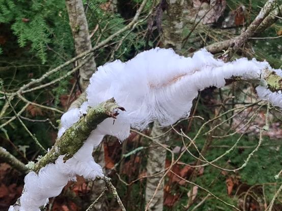 A closer view of the large patch of Hair Ice caused by the fungus exidiopsis effusa