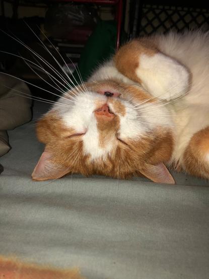 Oliver (orange and white tabby) napping. He’s laying on his side, with his head twisted upside down on the bed. One of his paws is loosely curled under his chin, and he looks like he’s smiling.