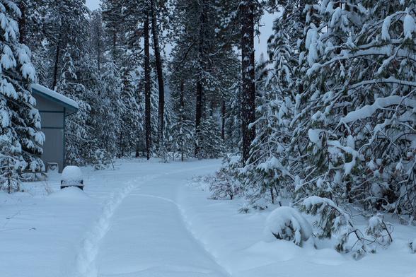 Forest cover of unusually well preserved inland Pacific Northwest Ponderosa pine and fir, covered with snow from a recent epic snowfall. The ruts in the driveway were originally from my Jeep driving and not bothering to plow. The additional depths is from blueprints of myself and pawprints of Leo the cat walking outside to take pictures. But it's deep; a foot of fresh snow in the last day. And it's beautiful.

The overall color tone is muted blue with a hint of more reddish light lower in the frame, from the flash. (This is as I saw it, not as the camera mistakenly registered the color temperature.) While there is not much going on in color space (and that's what makes it look cool, literally), the intensity part of the visual is what is most striking. There is the curvature of the ruts in the driveway combined with the curvature of snow -weighted  conifer branches, contrasting with the straight vertical lines of the big Ponderosas, which are 6 feet around at the base. (I have hundreds of them and they are as well cared for as is possible with a changing climate.) Their trunks have a vaguely diamond-shape roundish checkerboard pattern, formed by the inelastic bark cracking over a century of growth, unable to expand with the growth of the trunk. (This leaves the oldest bark at the peak of thousands of little pyramids, which I didn't even realize until I thought of it just now.)

The sky is overcast and without definition, providing a nice clean background for the Ponderosas.