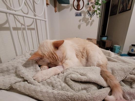 Flame point siamese cat Pietro (aka Monster) resting on a towel covered pillow.