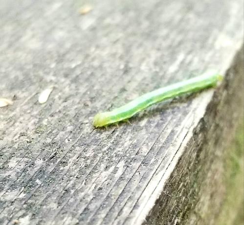 Green inch worm on wood railing
