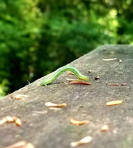 Green inch worm on wood railing, on the move.
