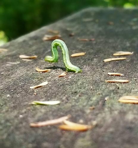 Green inch worm on wood railing, on the move.