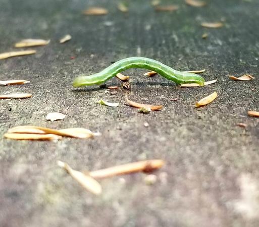 Green inch worm on wood railing, on the move.