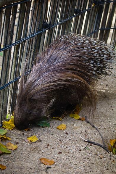 The photo shows a porcupine in a zoo. It's walking on the floor and sniffing for food. The porcupine is dark brown, but the tips of the longer hair on its head are getting brighter, almost blond.