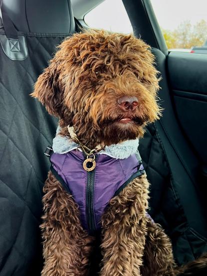 A toot that reads: Such countenance, my stars! Okay now, she is adorable, the little Muppet🤎
Image contains a brown Lagotto Romagnolo with a purple vest, and a collar with her tag, while she sits on the back seat looking serious af.