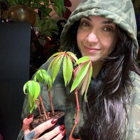 OP wearing a camo hoodie with the hood up, holding two plants, both with red stems and bright, line green leaves.