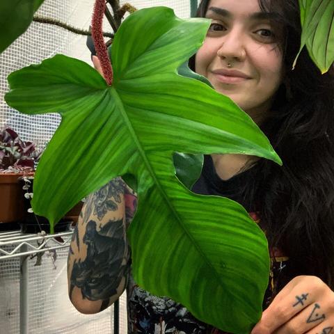 OP holding a huge philodendron leaf up to the camera with plants in wire shelving in the background.