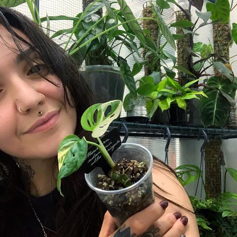 OP sittin on the floor of a greenhouse tent with plants in shelves in the background d, holding a plastic cup with a baby variegated Monstera adansonii growing in it.