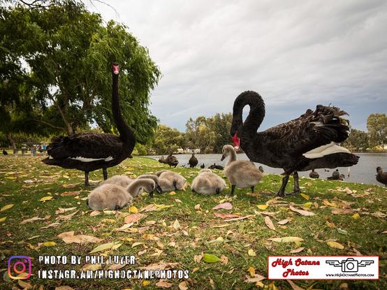 Two black swans and about six small cygnets near a lake in Western Australia.