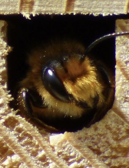 A close up of a leafcutter solitary bee sitting in the opening of a bee hotel, looking out.