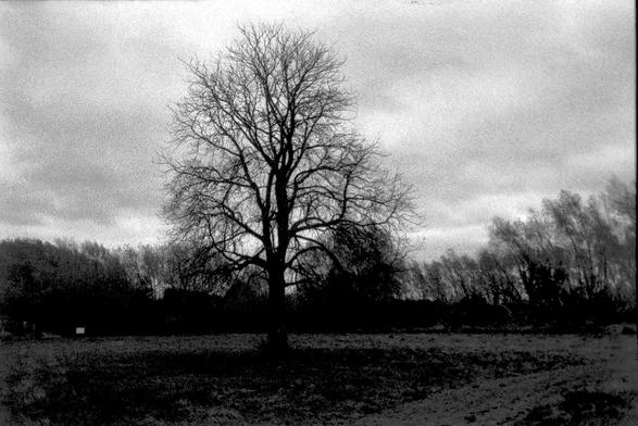 A black and white film photograph of a lone silhouetted tree