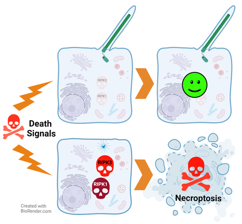 The scheme shows one cell with a normal primary cilium on top, an antenna-like organelle, and another cell that lost the cilium. Both cells are confronted with signals that are typically promoting cell death. The ciliated cell remains "happy", while the non-ciliated cell undergoes necroptosis: it dies and releases its content to the surroundings to promote inflammation. 
(... just a scheme, not an official graphical abstract ...)