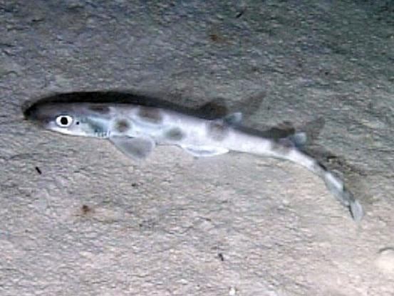 Galeus arae, a member of the genus Galeus and a relative of the newly-discovered species Galeus friedrichi. It is a small shark with big eyes and darker grey spots on light grey body.