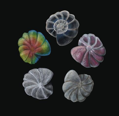 illustration of the same Foram, five times, but how they look under each different microscopic techniques.

 #foraminifera, Cibicides aknerianus, by María Yolanda.